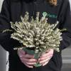 Heath, Winter White