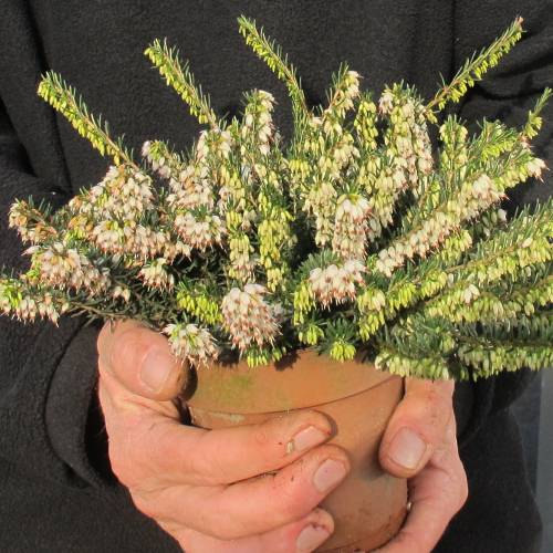 Heath, Winter White buy Heath, Winter White / Erica x darleyensis alba