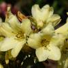 Rhododendron Yellow, 'Goldkrone'