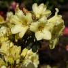 Rhododendron Yellow, 'Goldkrone'