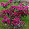 Rhododendron pink, 'Nova Zembla'