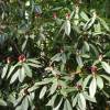 Rhododendron pink, 'Nova Zembla'