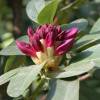 Rhododendron pink, 'Nova Zembla'