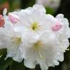 Rhododendron white, 'Discolor'