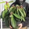 Rhododendron white, 'Discolor'