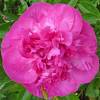 Peony 'Felix Crousse'