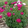 Peony 'Felix Crousse'