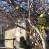 Osage-Orange