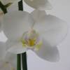 Orchid, Phalaenopsis White, Phalaenopsis