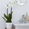 Orchid, Phalaenopsis White, Phalaenopsis