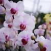Orchid, Phalaenopsis White, Phalaenopsis