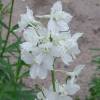 Delphinium 'Casa Blanca'