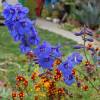 Delphinium 'Bellamosum'