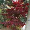 Maple, Japanese 'Bloodgood'