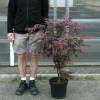 Maple, Japanese 'Bloodgood'