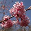 Winter-flowering Viburnum 'Charles Lamont'