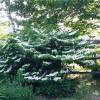 Japanese Snowball bush