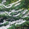 Japanese Snowball bush