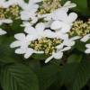 Japanese Snowball bush