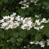 Japanese Snowball bush