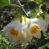 Snowdrop bush, Snowbell bush, Styrax