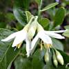 Snowdrop bush, Snowbell bush, Styrax