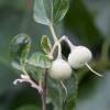 Snowdrop bush, Snowbell bush, Styrax