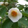 Japanese Stewartia, Deciduous Camellia