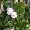 Japanese Stewartia, Deciduous Camellia