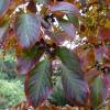 Japanese Stewartia, Deciduous Camellia