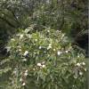 Japanese Stewartia, Deciduous Camellia