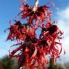 Japanese Witch Hazel 'Diane'