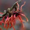 Japanese Witch Hazel 'Feuerzauber'