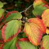 Japanese Witch Hazel 'Feuerzauber'