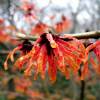 Japanese Witch Hazel 'Feuerzauber'