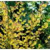 Japanese Witch Hazel 'Arnold Promise'