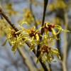 Japanese Witch Hazel 'Arnold Promise'