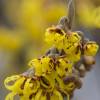 Japanese Witch Hazel 'Arnold Promise'