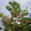 Redvein Enkianthus