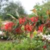 Chilean Fire Bush, Notro