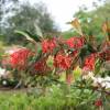 Chilean Fire Bush, Notro