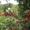 Chilean Fire Bush, Notro