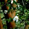 Camellia transnokoensis