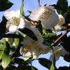 Camellia transnokoensis