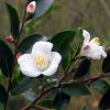 Camellia transnokoensis