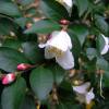 Camellia transnokoensis