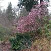 Winter-flowering Viburnum 'Dawn'