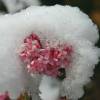 Winter-flowering Viburnum 'Dawn'
