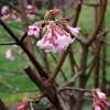 Winter-flowering Viburnum 'Dawn'