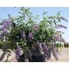 Dwarf Butterfly Bush 'Dreaming Lavender'